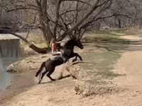 Horse (M), Mustang — photo 8