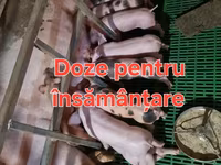 خنزير ذكر, الخنازير — الصورة 1