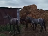 حصان, Horse breed — الصورة 4
