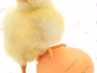 Chickens — الصورة 5