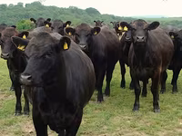 بقرة, Swiss cattle — الصورة 6