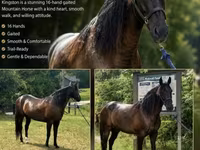 حصان, French Trotter — الصورة 1