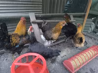 Chickens — photo 1