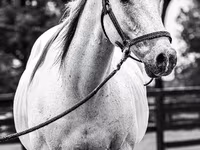 حصان, National Show Horse — الصورة 4