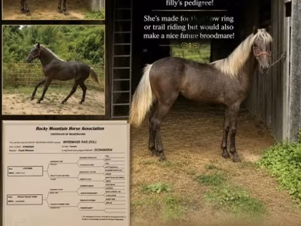 فرس, Rocky Mountain Horse
