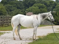 حصان, National Show Horse — الصورة 1