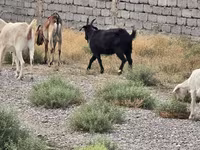 تيس, الماعز — الصورة 2