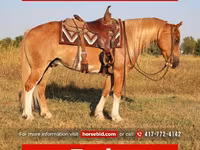 حصان, Gypsy horse — الصورة 1