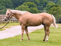 حصان, Quarter Horse — الصورة 2