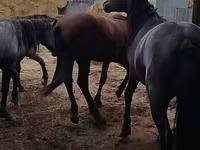 حصان, Horse breed — الصورة 6