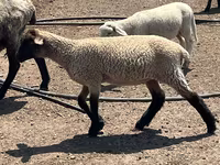 Ram, Hampshire sheep — photo 3