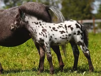 فرس, American shetland pony — الصورة 7