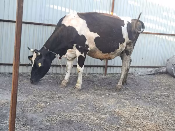 Banda la Holstein