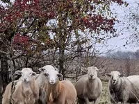 كبش, Katum sheep — الصورة 7