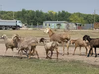 كبش, Hissar sheep — الصورة 8