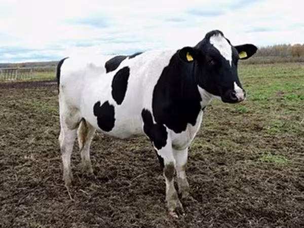 Ayrshire