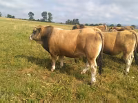 ثور, Aubrac cattle — الصورة 1