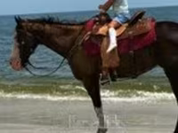 فرس, American paint horse — الصورة 1