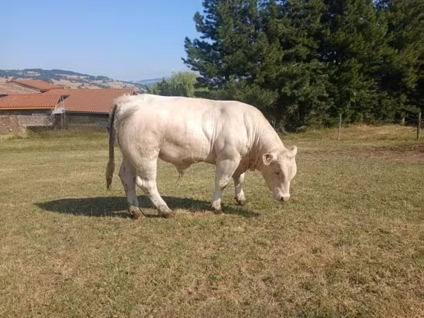 Charolais cattle