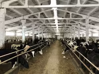 بقرة, Yaroslavl cattle — الصورة 5