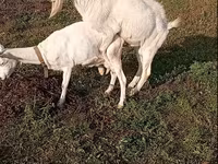 Billy Goat, Saanen goat — photo 4