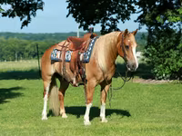حصان, Gypsy horse — الصورة 2
