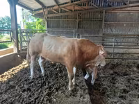 ثور, Blonde d’Aquitane cattle — الصورة 5