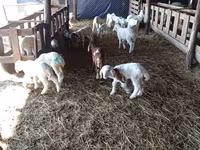 نعجة, Awassi sheep — الصورة 3