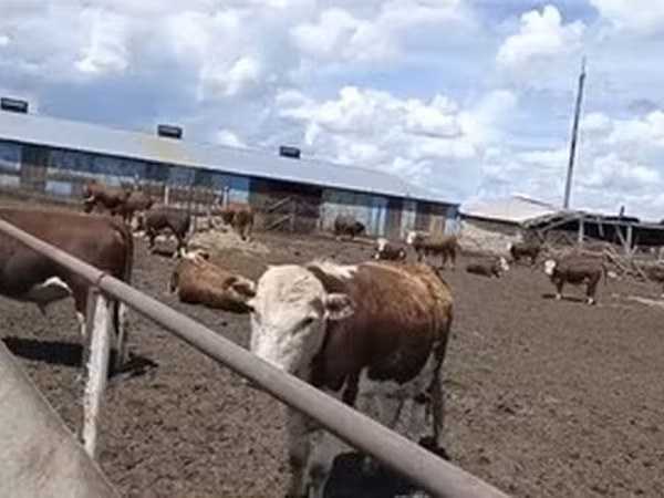 Kasakhisk hvidhovedet ko