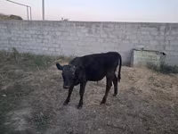 ثور, سلالة ألاطاووس — الصورة 7