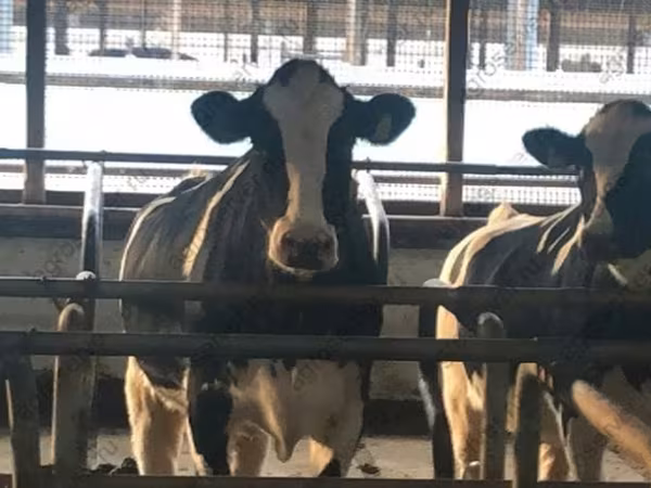 بقرة, Simmental cattle