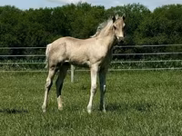 فرس, Rocky Mountain Horse — الصورة 8