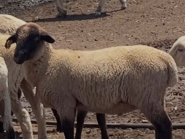 Ram, Hampshire sheep