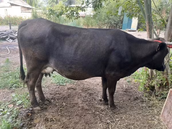 بقرة, Ukrainian Brown Dairy Cattle