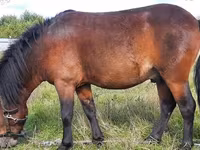 حصان, American shetland pony — الصورة 1
