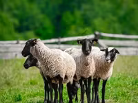 كبش, Romanov sheep — الصورة 2
