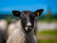 كبش, Romanov sheep — الصورة 1