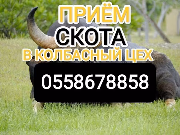 Cattle