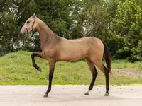 فرس, Akhal-Teke — الصورة 2