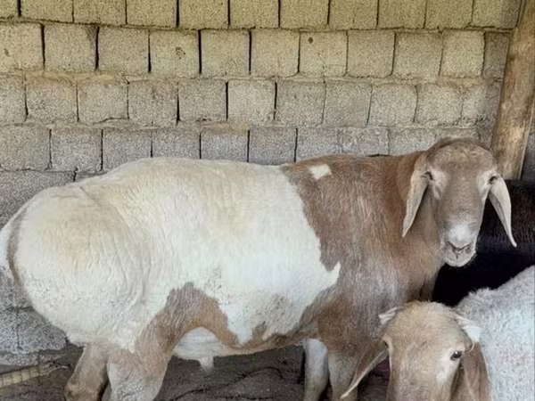 كبش, Rhon sheep