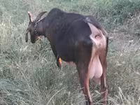 عنزة, Nubian Goat — الصورة 3