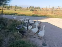 Geese — الصورة 1