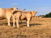 ثور, Charolais cattle — الصورة 1