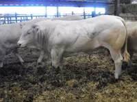 ثور, Blonde d’Aquitane cattle — الصورة 6