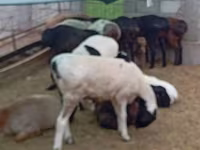 كبش, Hissar sheep — الصورة 1