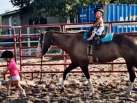 فرس, American paint horse — الصورة 8
