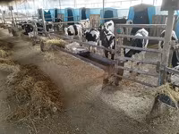 ثور, Swiss cattle — الصورة 6