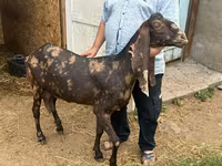 Goat, Kamori goats — photo 1