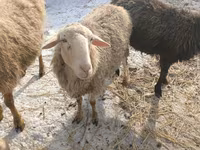 نعجة, Romanov sheep — الصورة 4