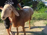 Ram, Agin sheep — photo 3